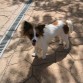 maya es una papillon, encontrada en la basura con una semana de vida. la hermanita era negra y blanca y también fue adoptada.
Es muy cariñosa y muy territorial. 
Como se puede tirar un animalito en la basura????